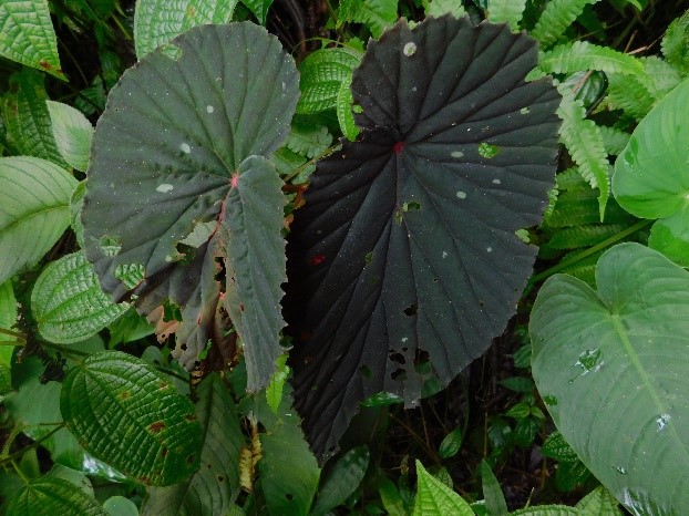 Two dark green asymmetrical leaves with serrate margins